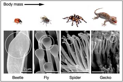 Mini Review: Comparison of Bio-Inspired Adhesive Feet of Climbing Robots on Smooth Vertical Surfaces